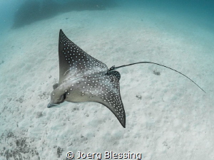 Freediving with this little eagle ray was pretty fun! by Joerg Blessing 